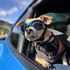 PupShield Foldable Dog Goggles